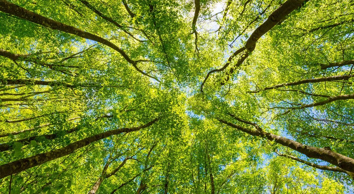 Forest canopy