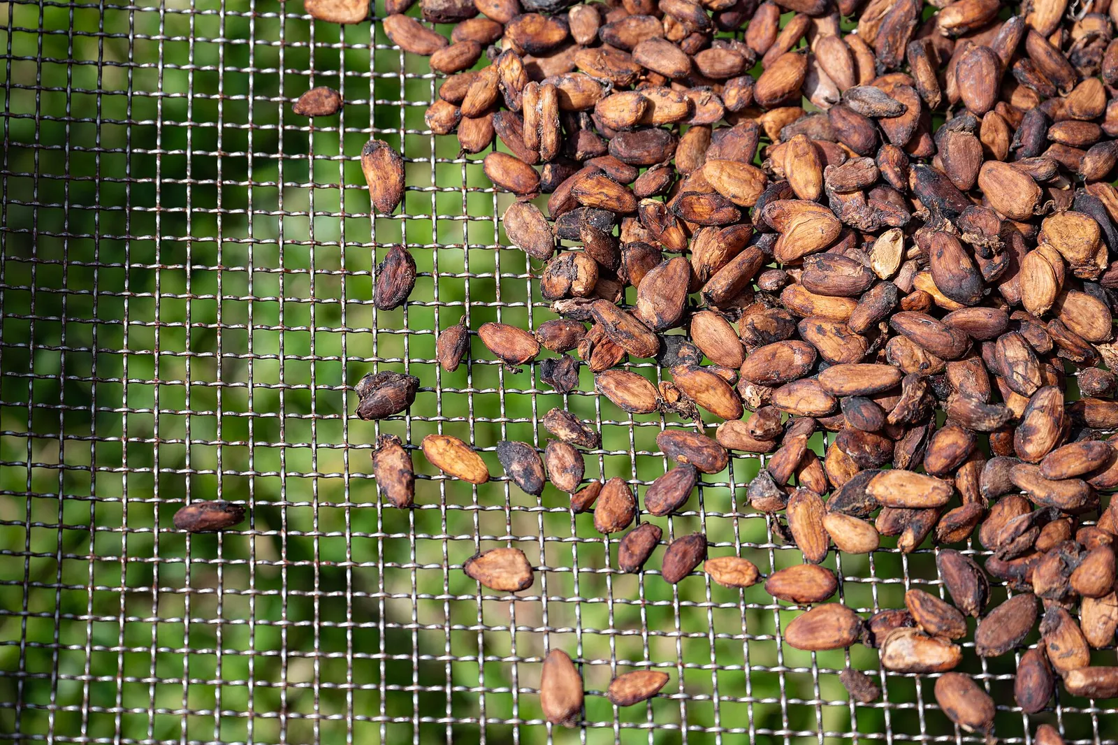 Brown cocoa beans spread across a drying rack above grass