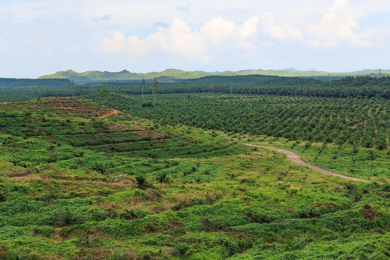 Hills covered in rows of oil palms, with a track and wooded hills on the horizon