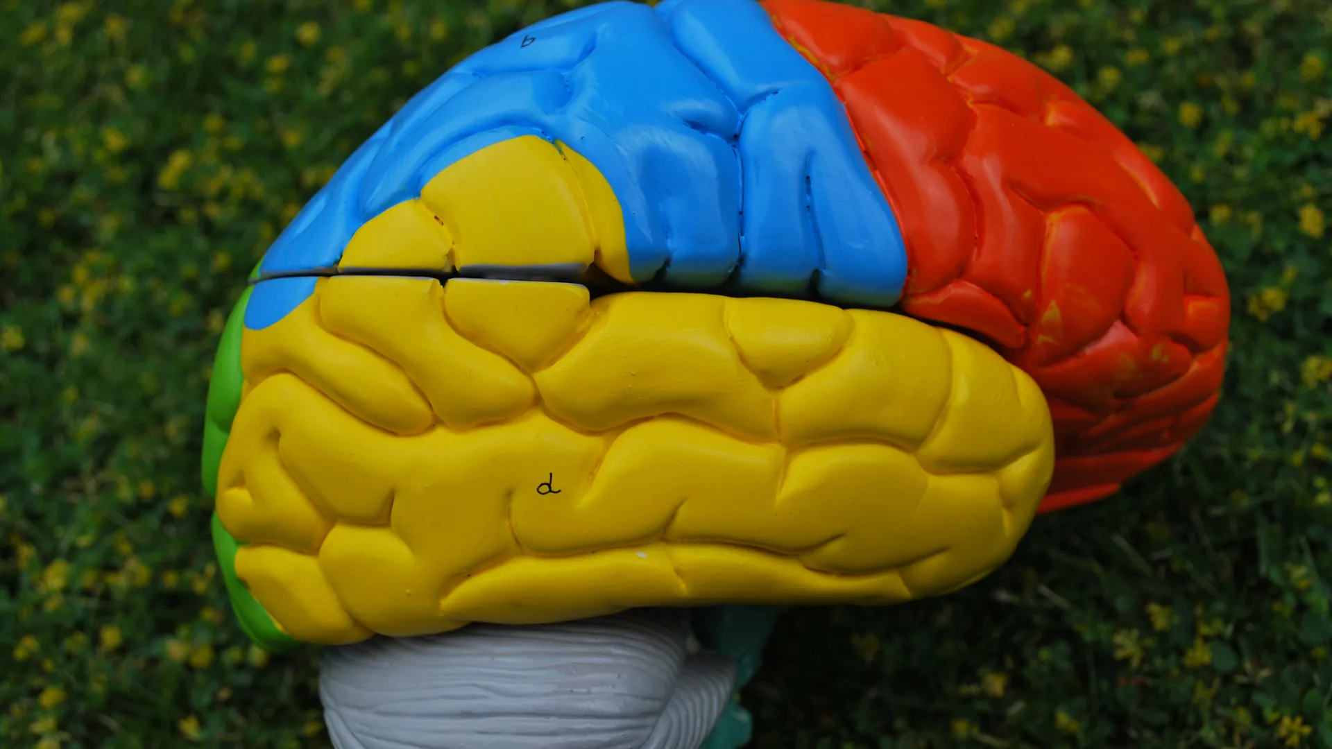 AI impact on the brain: what 3 studies show, and their limits