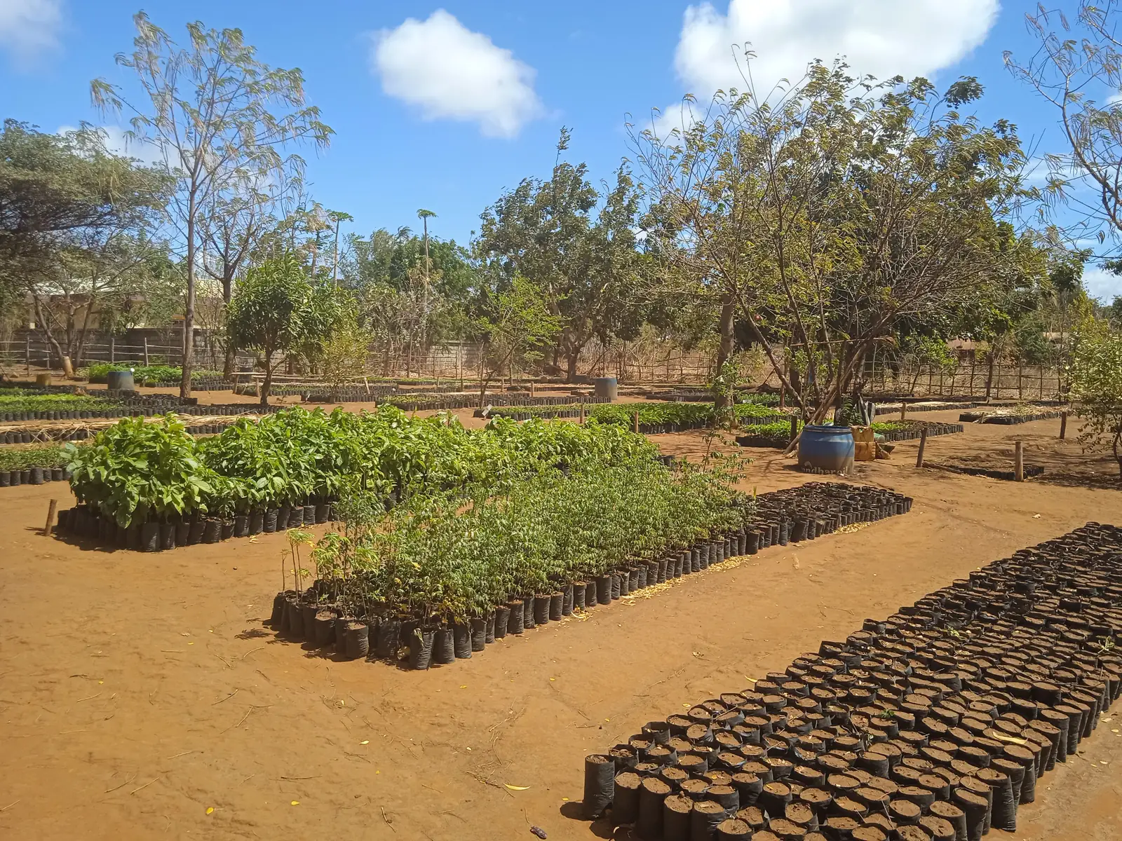 Rows of small black pots with young seedlings growing on red soil, in a tree nursery surrounded by trees