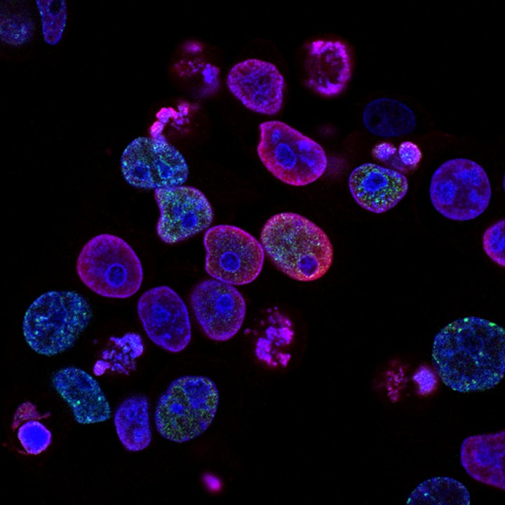 Laboratory research at Institut Pasteur