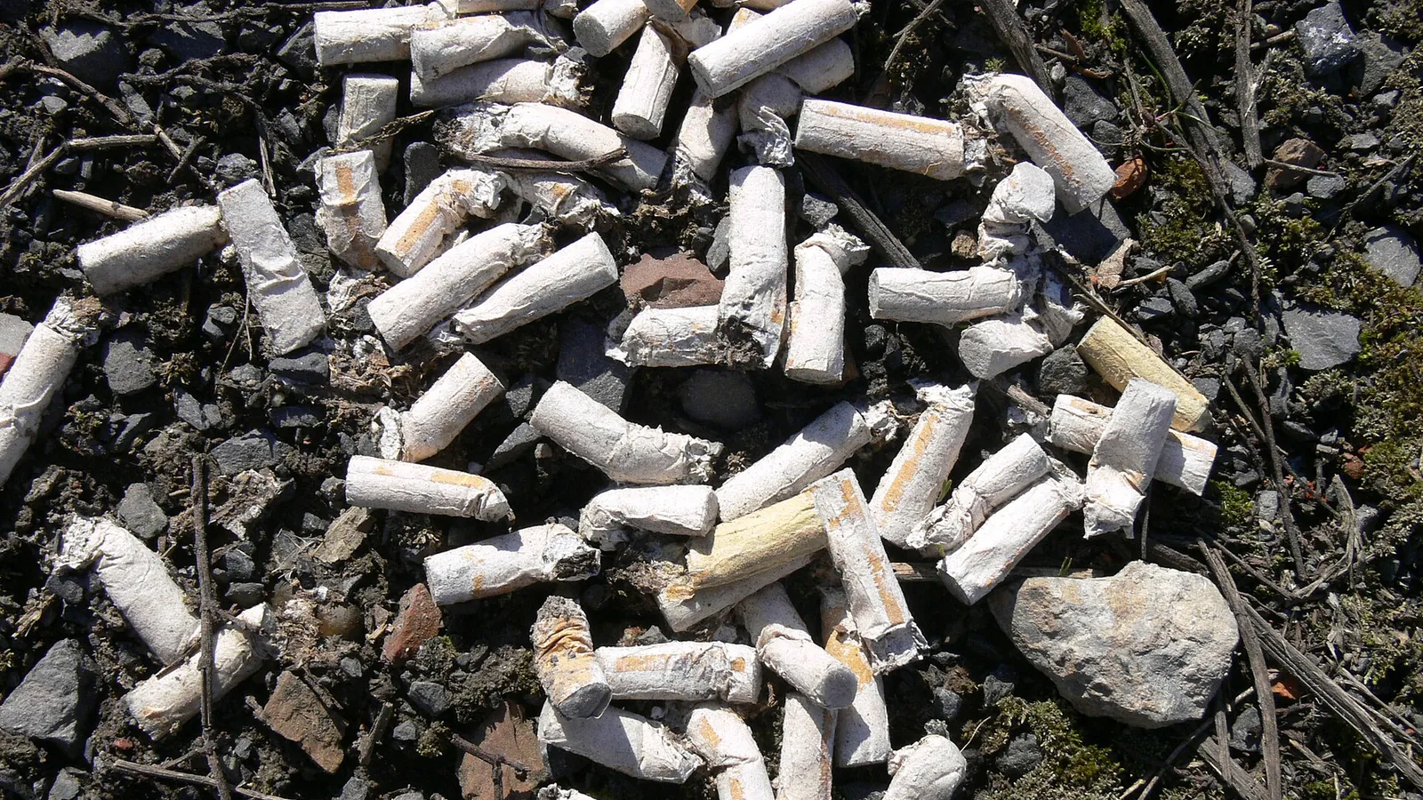 Dozens of cigarette butts picked up from a gravel surface